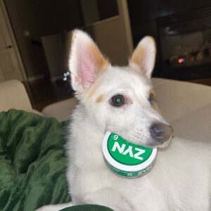 Meet your Posher, Angelina